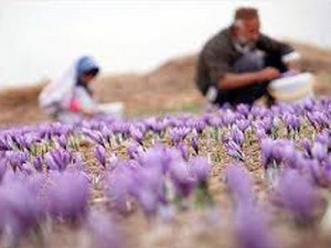 wholesale saffron,saffron seller,supplier saffron in iran,supplier iranian saffron in iran,saffron in iran,price of saffron in iran,saffron price,saffron seller,iranian saffron price,saffron,bulk saffron,sargol saffron,mancha saffron,The planting of saffron in iran wholesale saffron,saffron seller,supplier saffron in iran,supplier iranian saffron in iran,saffron in iran,price of saffron in iran,saffron price,saffron seller,iranian saffron price,saffron,bulk saffron,sargol saffron,mancha saffron,The planting of saffron in iran