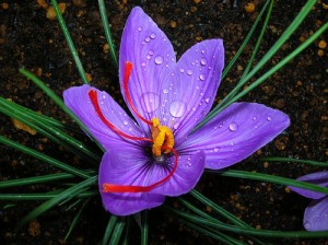 wholesale persian saffron,sale persian saffron,persian saffron price,saffron price,saffron seller,persian saffron seller,Benefits and harms of persian saffron