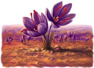 Sargol Saffron,saffron seller,wholesale saffron,wholesale iranian saffron,sargol saffron,sargol saffron seller,sargol saffron price,sale sargol saffron