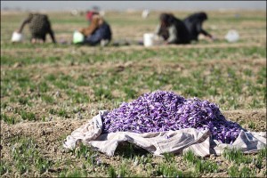 saffron markets,saffron supplier,saffron price,saffron seller,saffron,iranian saffron seller,supplier iranian saffron,saffron exporter,saffron in iran