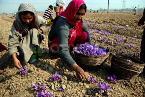 saffron,saffron seller,buy saffron buy iranian saffron,saffron wholesael,red saffron saffron price,saffron exporter,Preparation of saffron,price of saffron